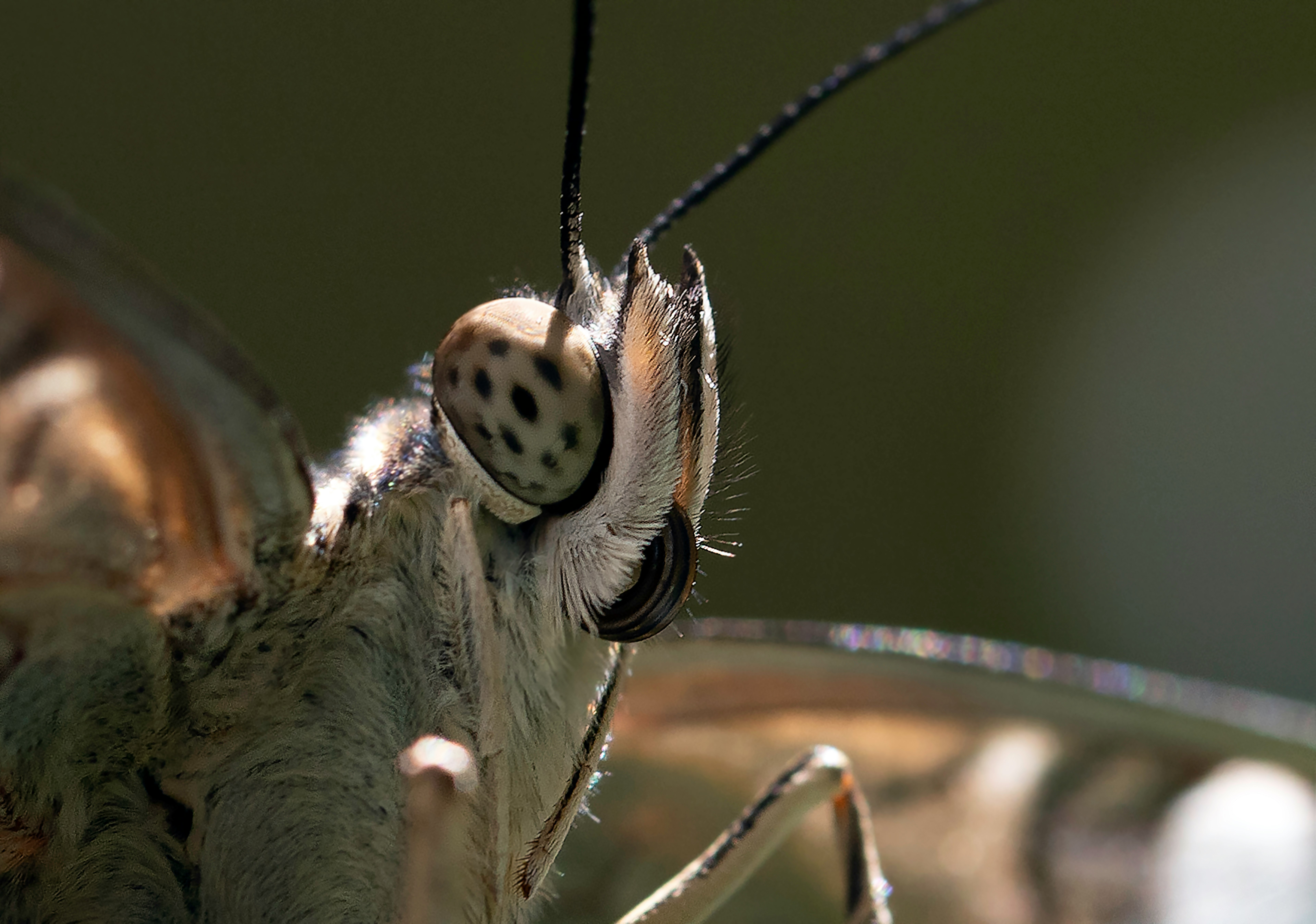 brown moth on brown metal fence during daytime